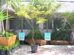 bulnesia arborea